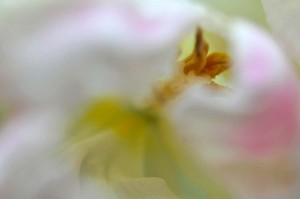 Saint-Paulia et Tulipe proxiphotos