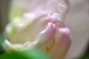 Saint-Paulia et Tulipe proxiphotos
