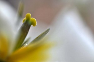 Saint-Paulia et Tulipe proxiphotos