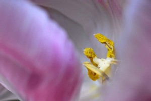 Saint-Paulia et Tulipe proxiphotos