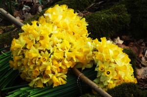 Bouquets de Jonquilles
