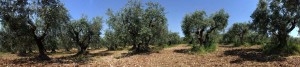 Panorama