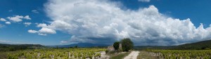 Panorama Vignoble