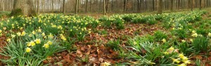 Joncquilles en sous-bois