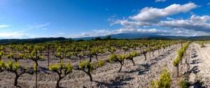 Panorama Vignoble