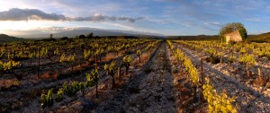 Panorama Vignoble