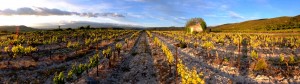 Panorama Vignoble