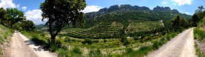 Panorama Vignoble