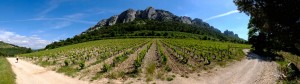 Panorama Vignoble