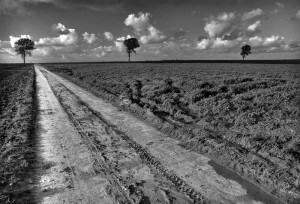 Paysage de campagne en noir et blanc