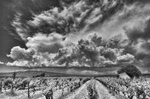 Paysages de Provence en noir et blanc
