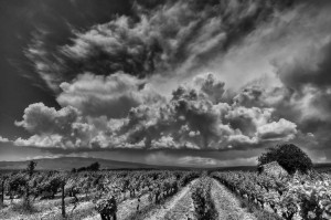 Paysages de Provence en noir et blanc